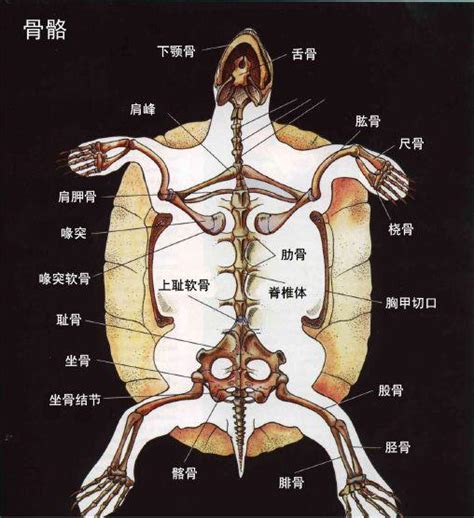 烏龜身體構造